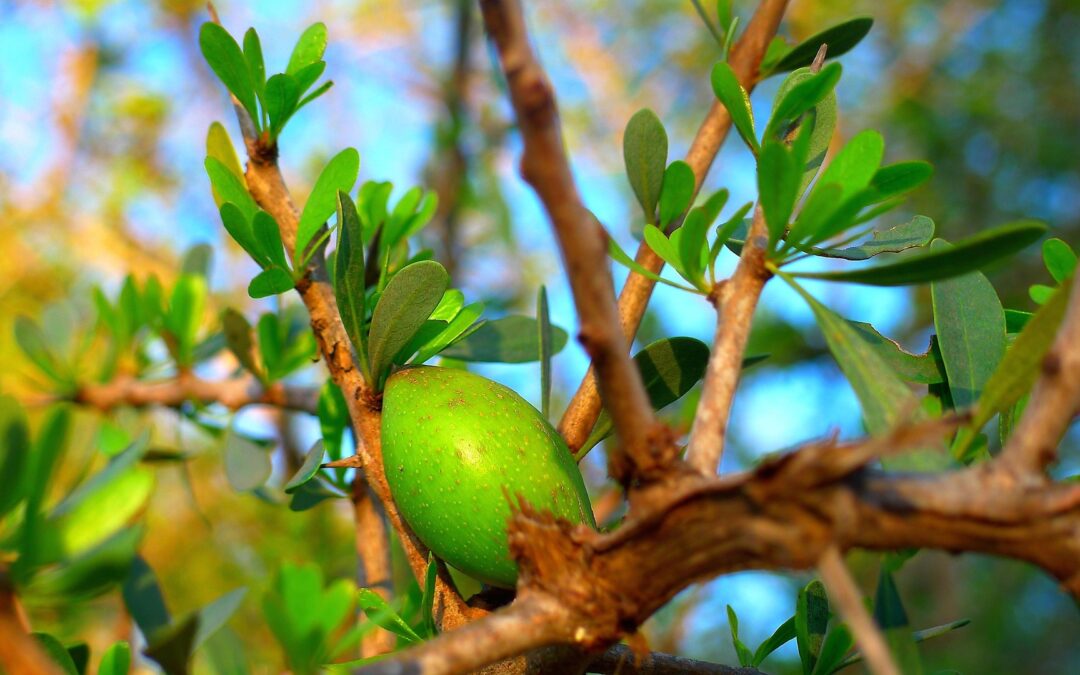 Aceite de argán de Marruecos: beneficios, usos y cómo elegir el mejor para tu cabello y tu piel