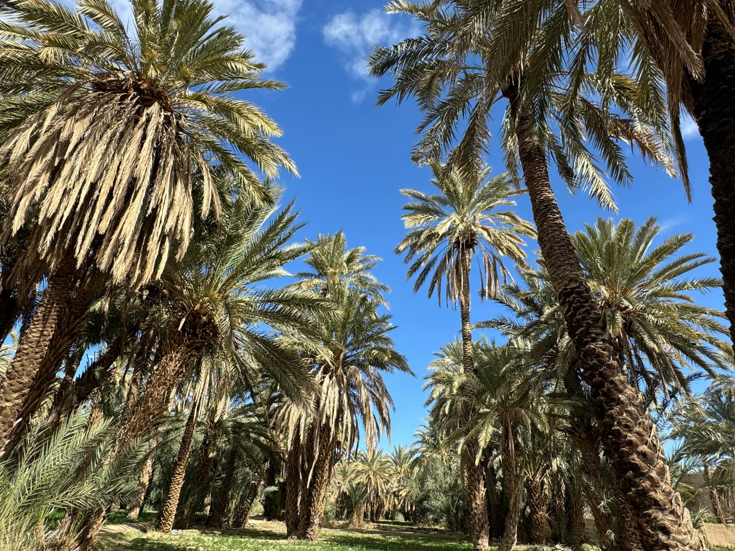 La Palmeraie